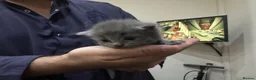 British Shorthair cats for sale: Beautiful british shorthair kitten for sale💗💗 - Advert 10