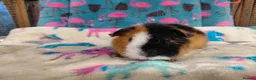 Guinea Pig rodents for sale: Baby Longhaired Boars /Merino/ Teddy/Goldens  - Advert 4