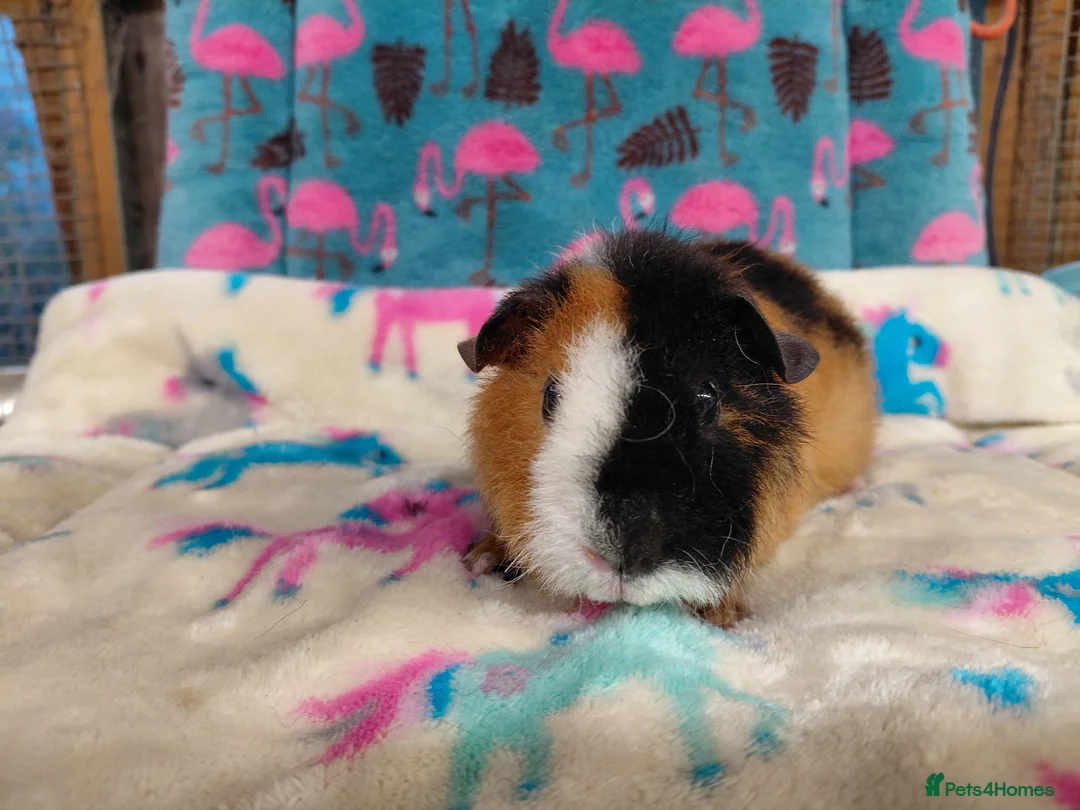 Guinea Pig rodents for sale: Baby Longhaired Boars /Merino/ Teddy/Goldens  - Advert 4