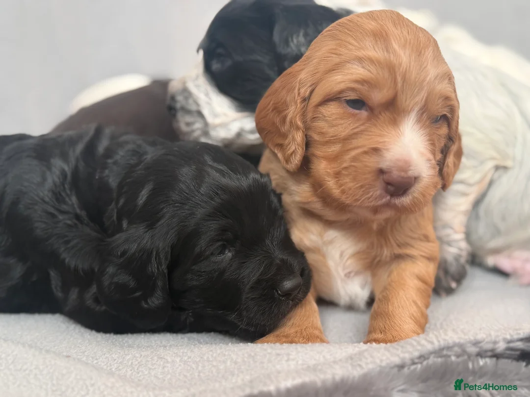 Cocker Spaniel dogs for sale: 🐶🐾 Exceptional Working Cocker Spaniel Puppies 🐾 - Advert 12