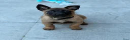 Belgian Shepherd Dog dogs for sale: Female Malinois Puppy - Advert 7