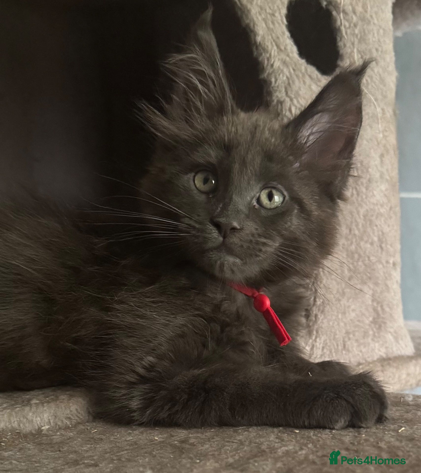 Maine Coon cats Stunning GCCF Russian Blue Maine Coons - Advert 2