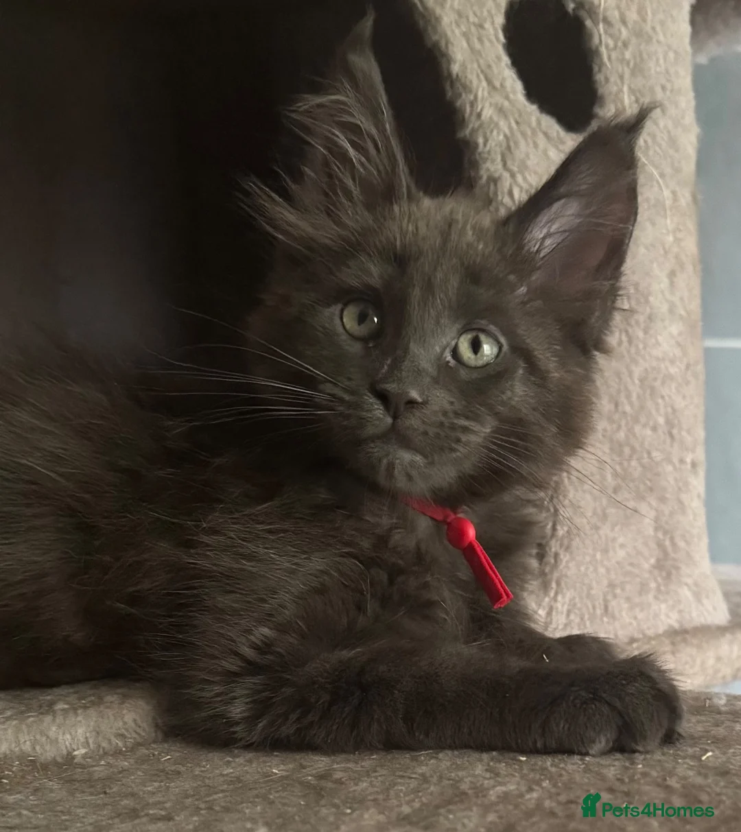 Maine Coon cats for sale: Stunning GCCF Russian Blue Maine Coons - Advert 2