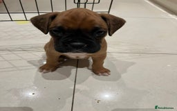 Boxer dogs for sale: 5 🌟 KC registered Boxer pups - Image 4