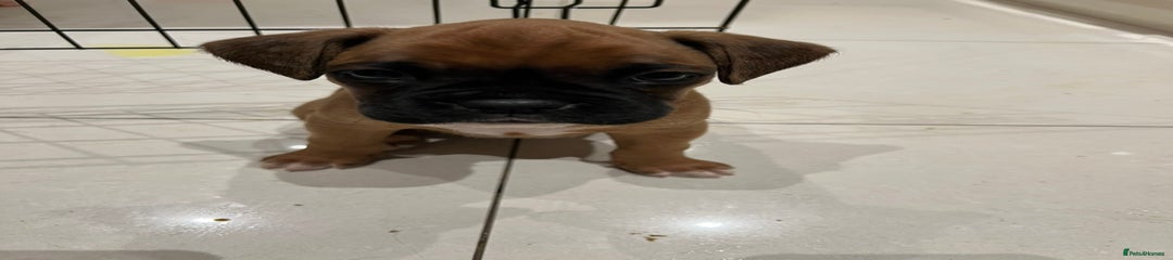 Boxer Puppy 1