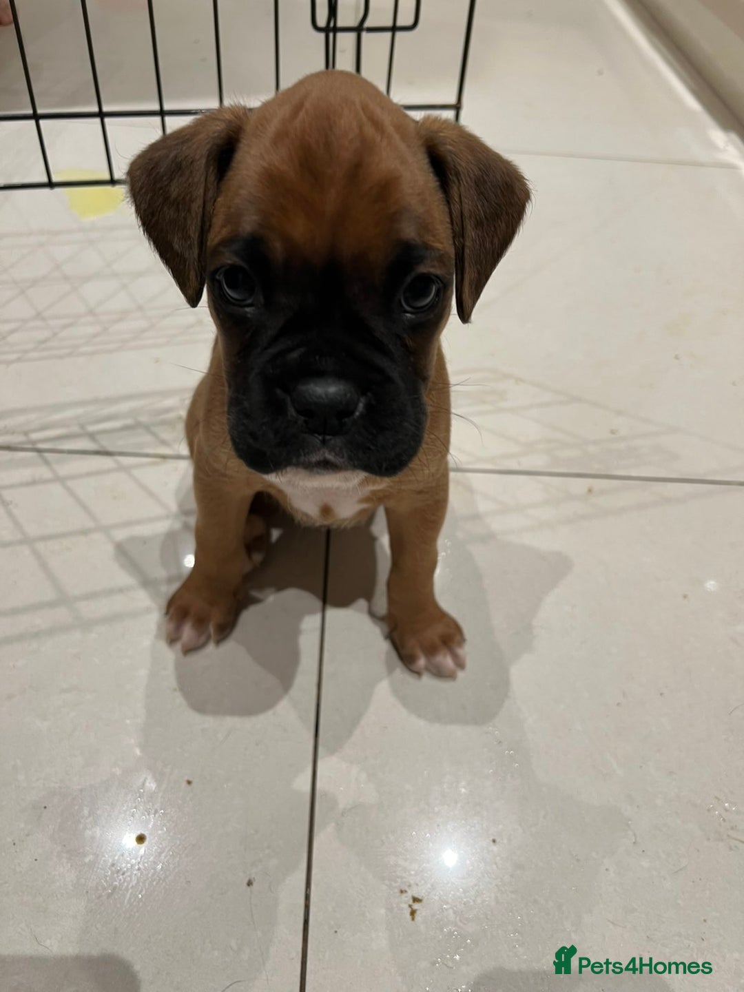 Boxer dogs for sale: 5 🌟 KC registered Boxer pups - Image 4