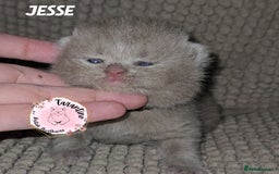 British Shorthair cats for sale: GCCF REGISTERED BRITISH SHORTHAIR KITTENS  - Image 3