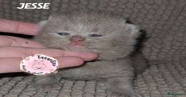 British Shorthair cats - Advert 9