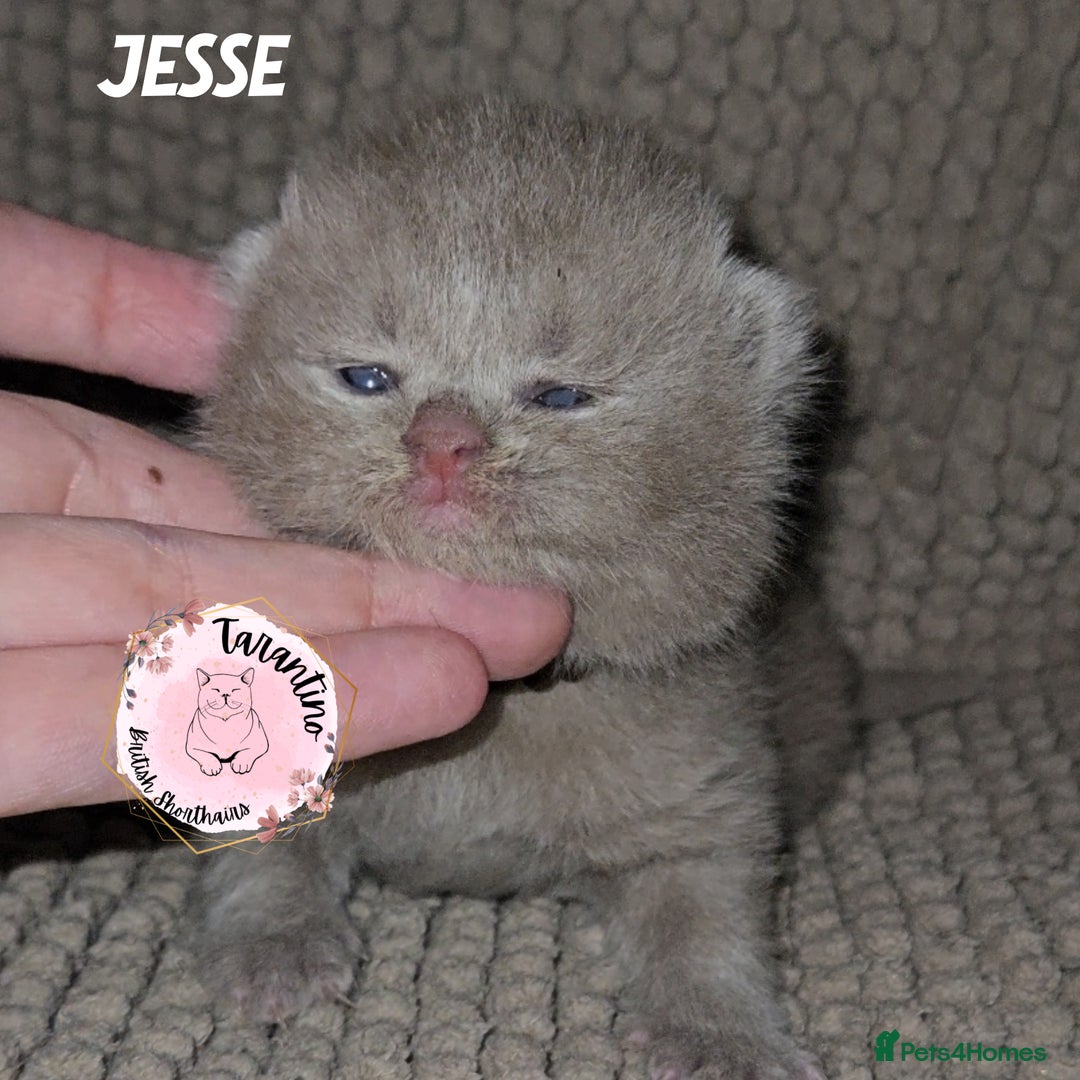 British Shorthair cats for sale: GCCF REGISTERED BRITISH SHORTHAIR KITTENS  - Image 3