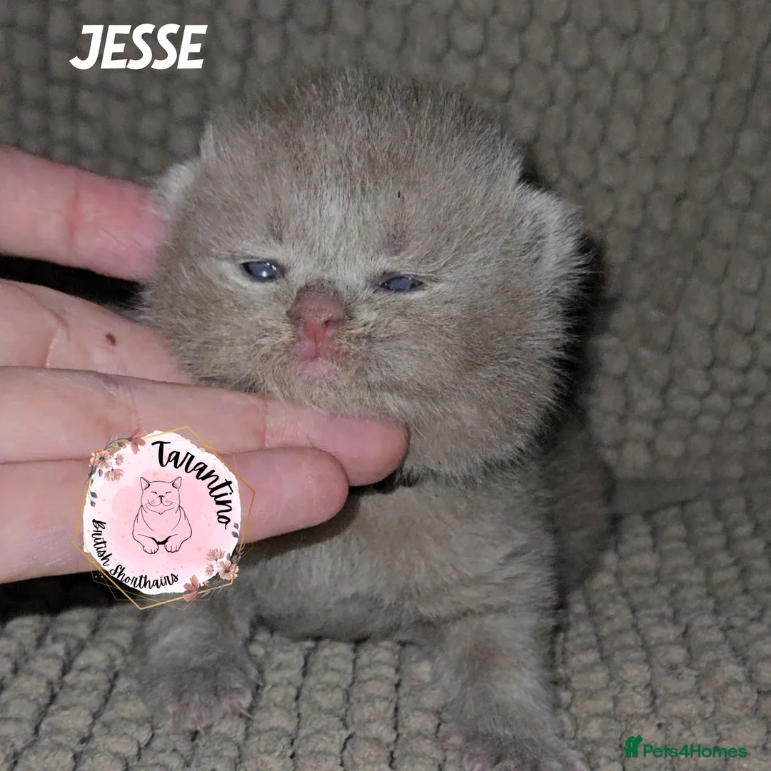 British Shorthair cats for sale: GCCF REGISTERED BRITISH SHORTHAIR KITTENS  - Advert 17