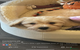 Cavachon dogs for sale: Beautiful little girl Cavachon puppy.  - Image 1