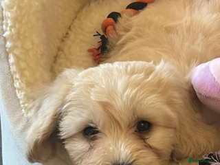 Cavachon dogs - Advert 3