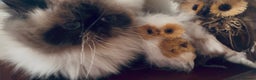 Himalayan cats for sale: Colourpoint CP Persian Himi Himalayan colour point - Advert 3