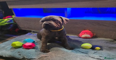 Staffordshire Bull Terrier dogs - Advert 4
