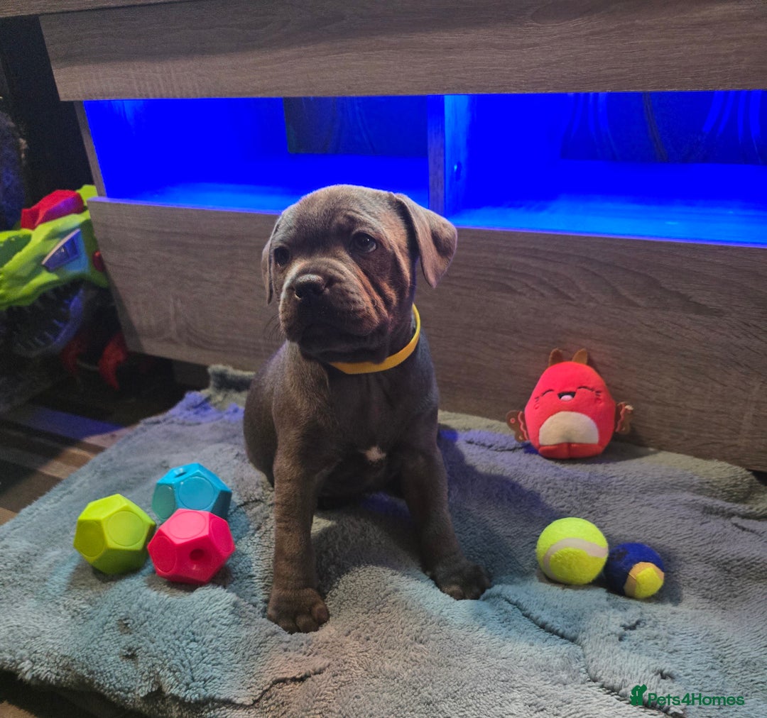 Staffordshire Bull Terrier dogs for sale: Stunning Staffordshire bull terrier pups  - Image 1
