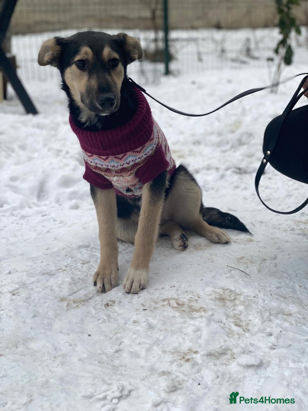 Mixed Breed dogs for adoption: ❤️ZITA&GITA❤️ – Together or Separately - Advert 10