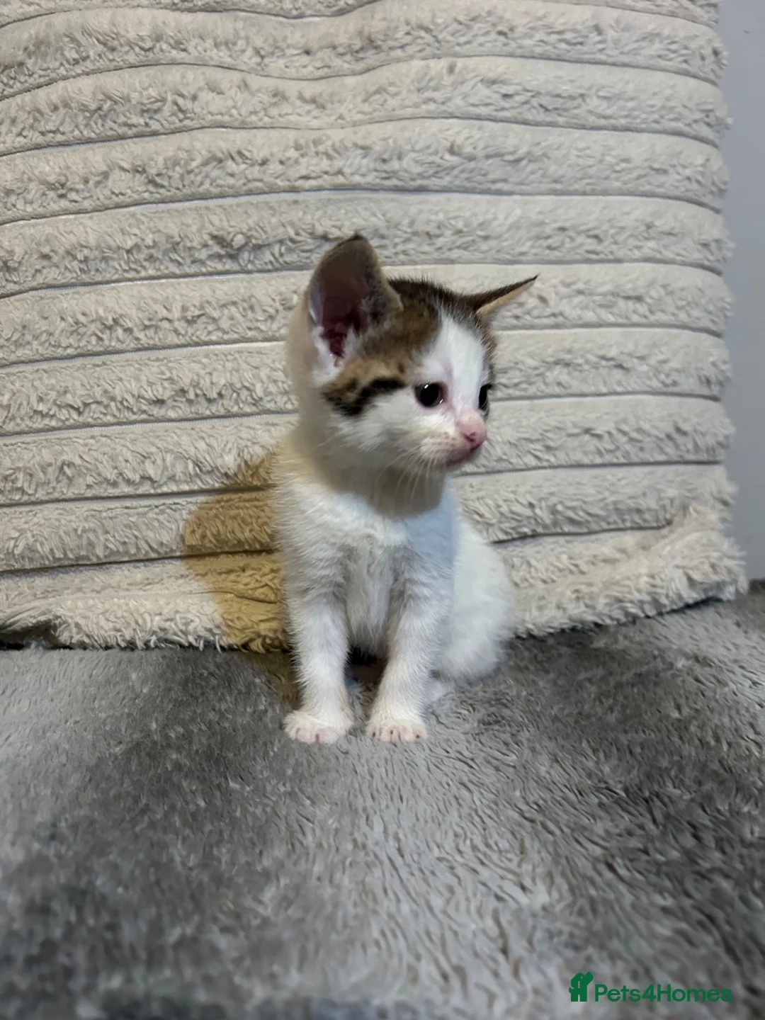 Mixed Breed cats for sale: 2 beautiful kittens ready to go now! - Advert 11