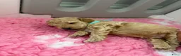 Labradoodle dogs for sale: Extensively DNA  ToY/mini labradoodle parents DNA  - Advert 6