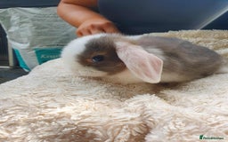Lionhead rabbits for sale: Lion Lop Bunnies  - Image 7