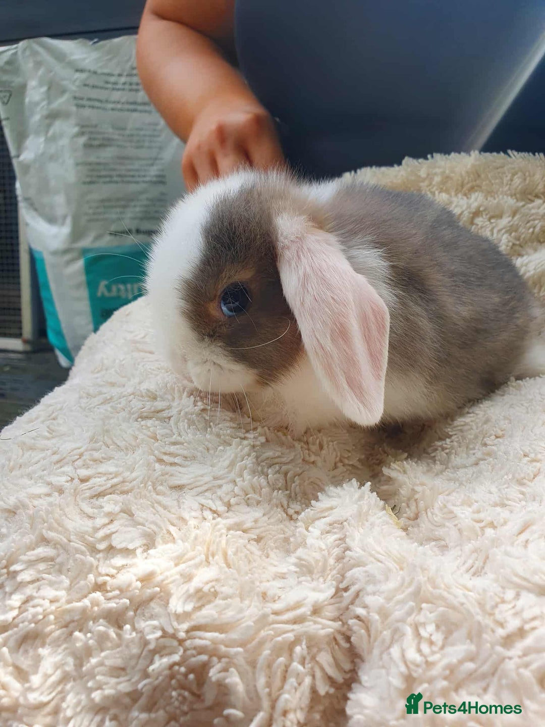 Lionhead rabbits for sale: Lion Lop Bunnies  - Image 7