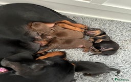 Miniature Dachshund dogs for sale: Stunning KC reg PRA clear Mini Dachshund puppies - Image 22
