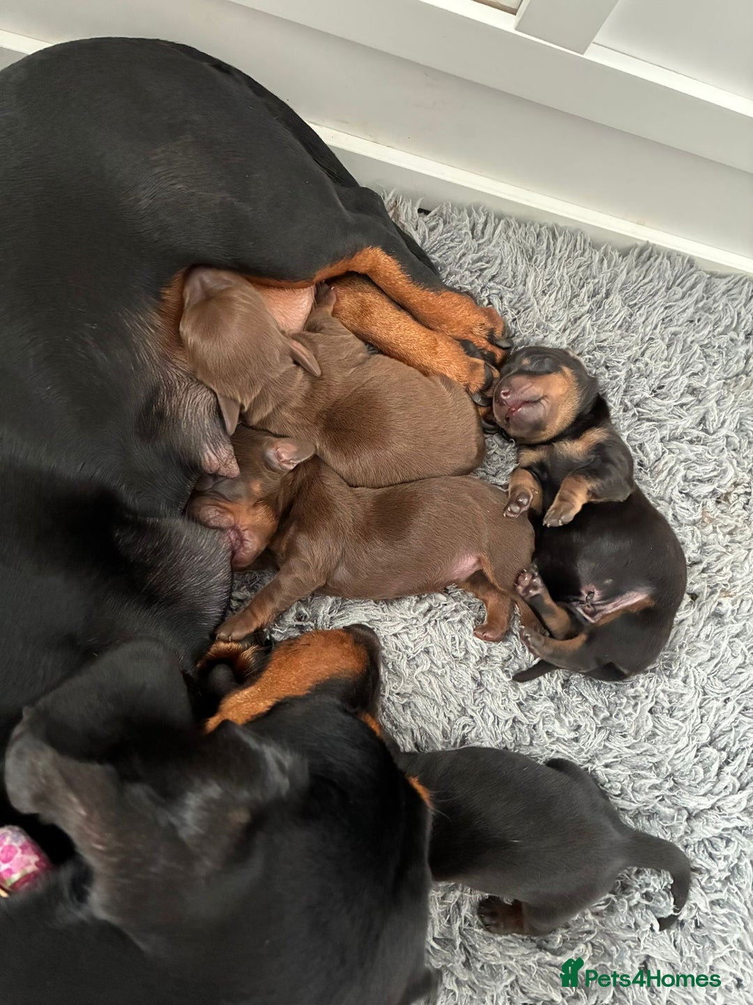 Miniature Dachshund dogs for sale: Stunning KC reg PRA clear Mini Dachshund puppies - Image 22