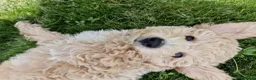 Poochon dogs for sale: Health-Tested Poochon Puppies – Ready NOW - Advert 2