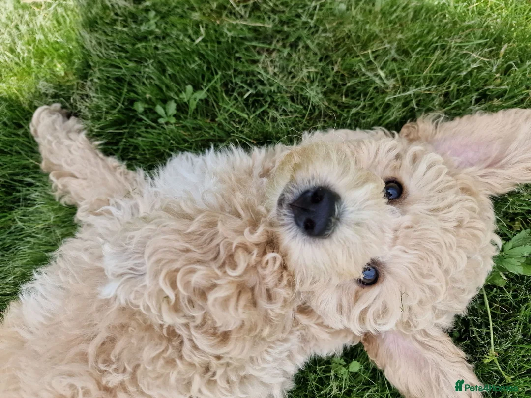 Poochon dogs for sale: Health-Tested Poochon Puppies – Ready NOW - Advert 2