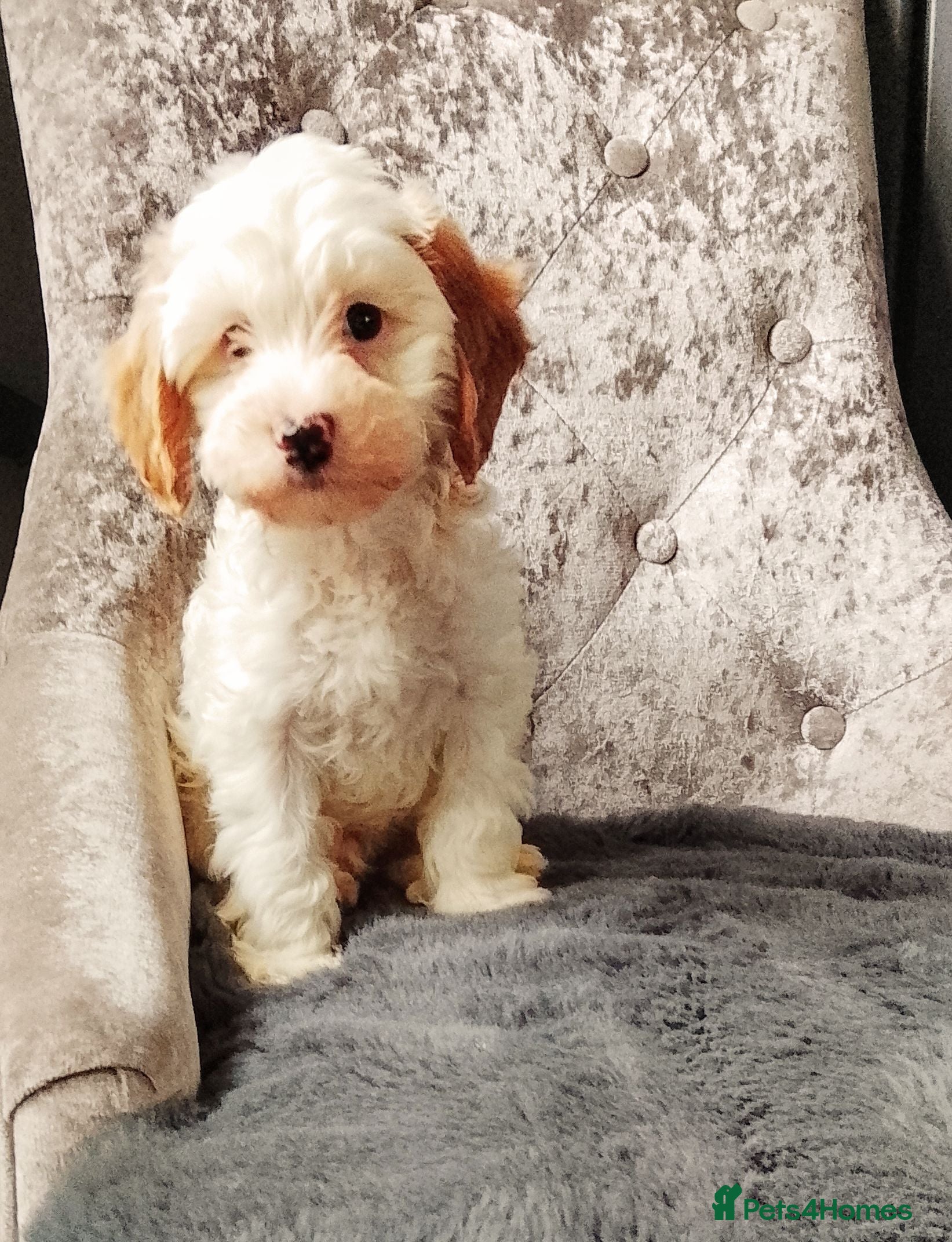 Cavapoo dogs Cavapoo Puppies.  - Advert 1