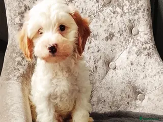 Cavapoo dogs Cavapoo Puppies. - Advert 1