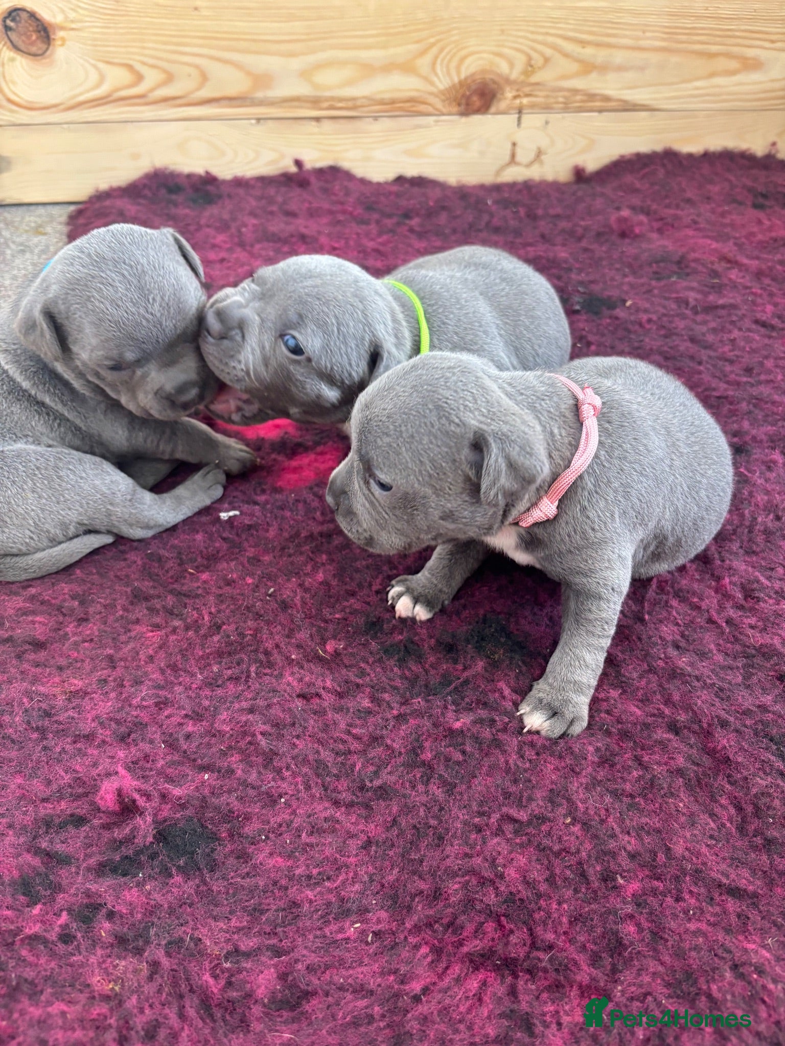 Staffordshire Bull Terrier dogs Pups ready! Blue Kc registered. Boys and girls.  - Advert 5