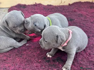 Staffordshire Bull Terrier dogs Pups ready! Blue Kc registered. Boys and girls. - Advert 5