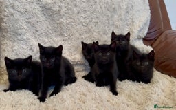 Mixed Breed cats for sale: Beautiful kittens available  - Image 5