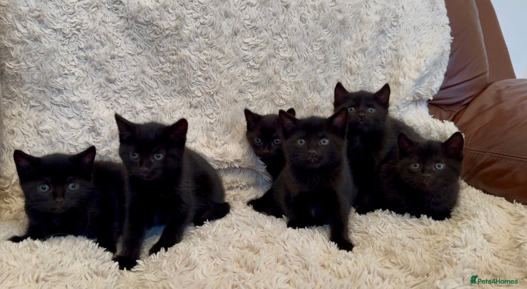 Mixed Breed cats for sale: Beautiful kittens available  - Image 5