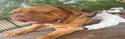 Dogue De Bordeaux dogs for sale: Re home  in London - Advert 3