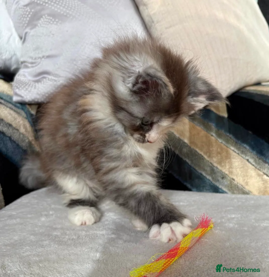 Maine Coon cats for sale: 6th Gen GCCF Pedigree Maine Coon Kitten - Advert 7