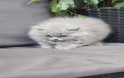 British Longhair cats for sale: GCCF  Show Quality Champion! - Image 16