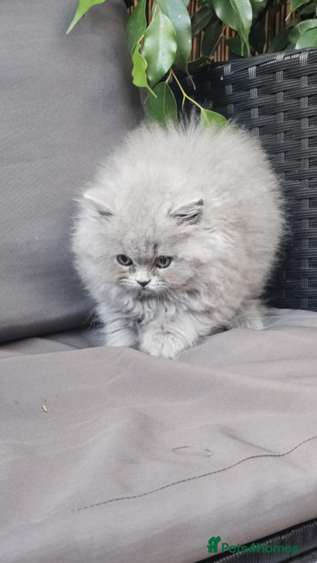 British Longhair cats for sale: GCCF  Show Quality Champion! - Image 16