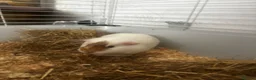 Guinea Pig rodents for sale: Pair of female Guinea Pigs for sale - Advert 5