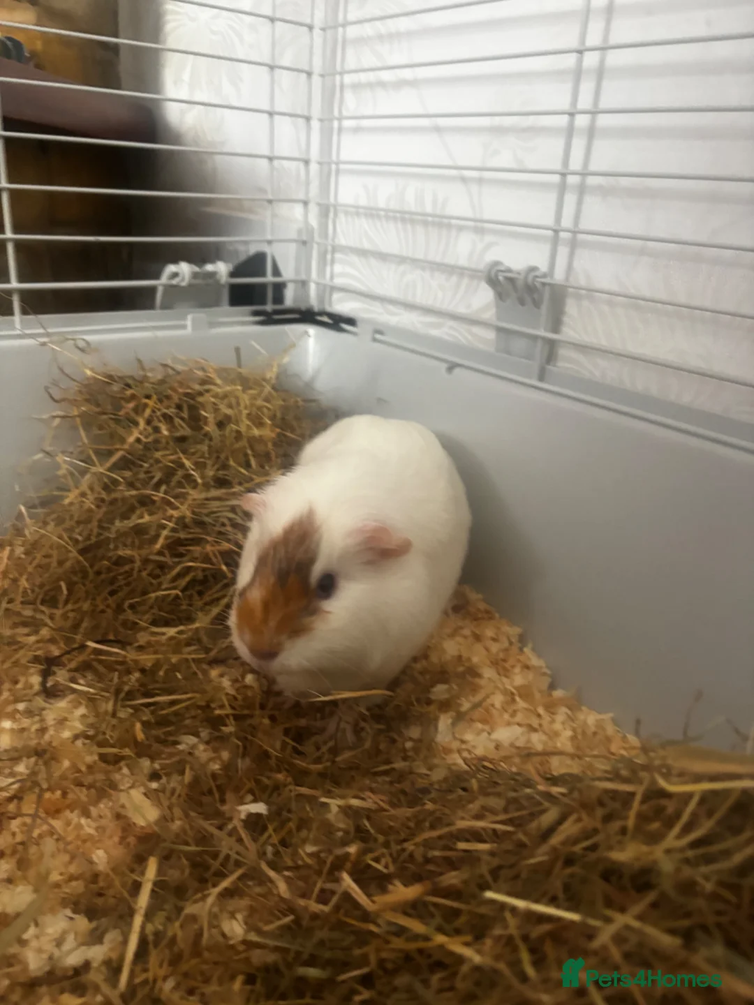 Guinea Pig rodents for sale: Pair of female Guinea Pigs for sale - Advert 5