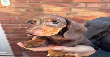 Miniature Dachshund dogs KC registered,PRA Clear! Miniature Dachshund  - Advert 3