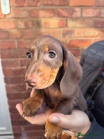 Miniature Dachshund dogs KC registered,PRA Clear! Miniature Dachshund - Advert 3
