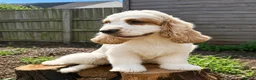 Cockapoo dogs for sale: F1 stunning cockapoos  in Doncaster - Advert 4