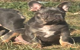 French Bulldog dogs for sale: Isabella wrapped in cream, fluffy carrier - Image 30