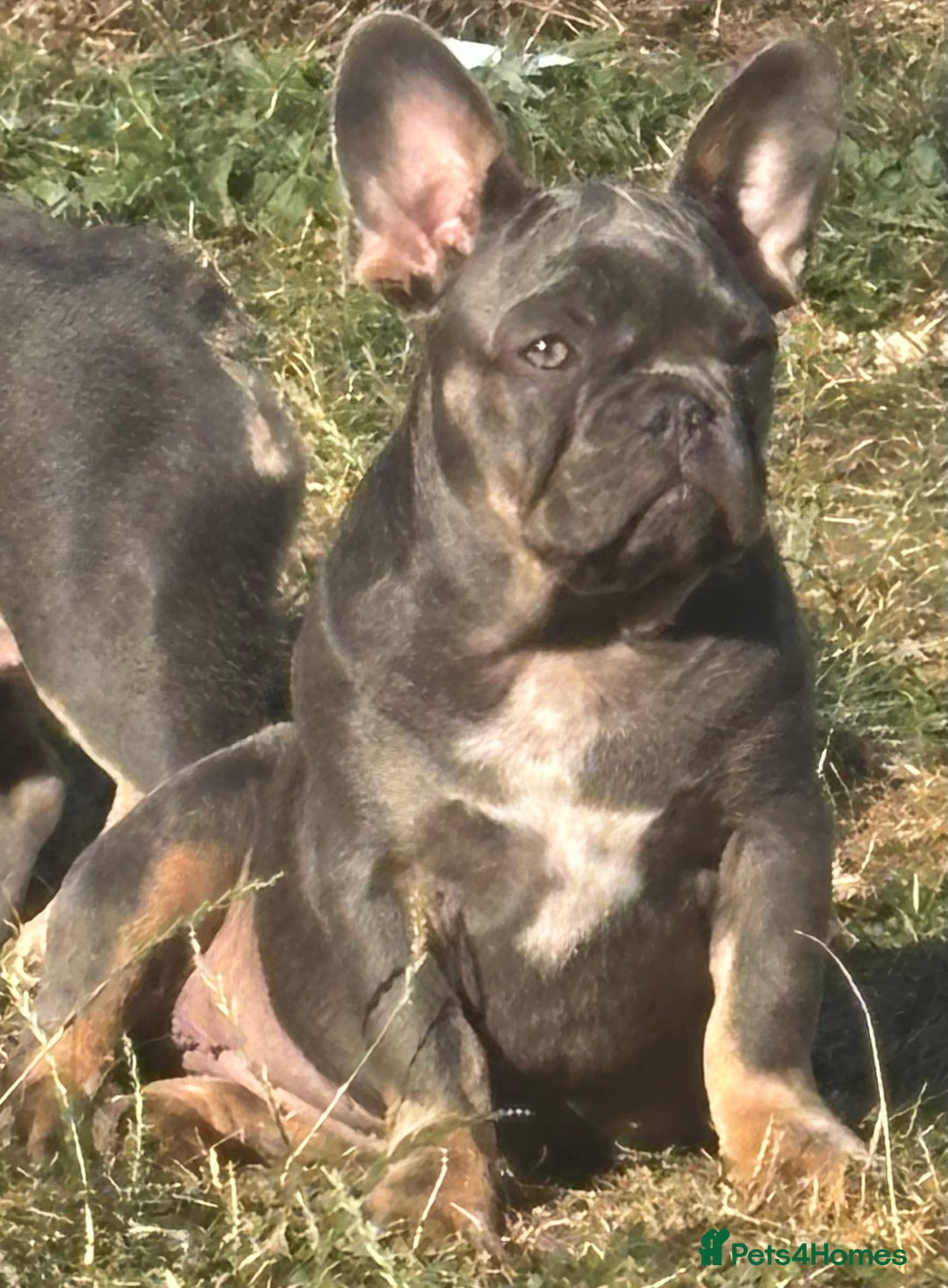 French Bulldog dogs for sale: Isabella wrapped in cream, fluffy carrier - Image 30