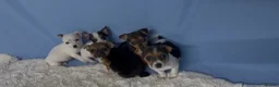 Jack Russell dogs for sale: Miniature Jack Russell puppies in Darwen - Advert 10