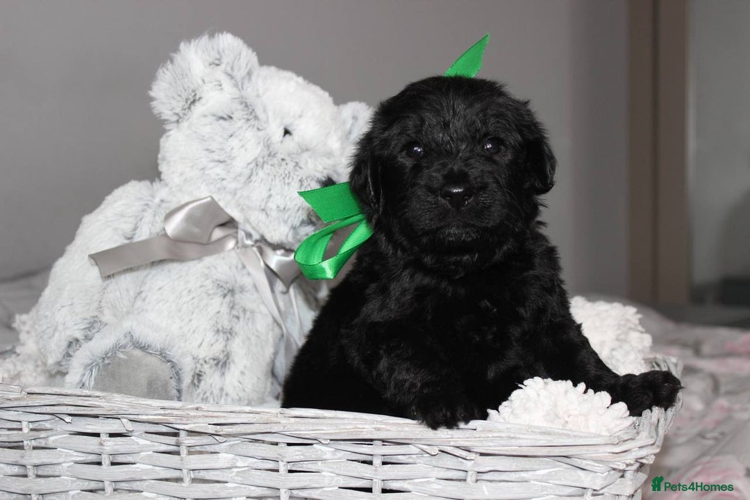 Goldendoodle dogs for sale: F1 Goldendoodle black Puppies - Advert 34