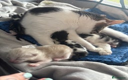 American Shorthair cats for sale: American shorthair x Turkish van kittens  - Image 17