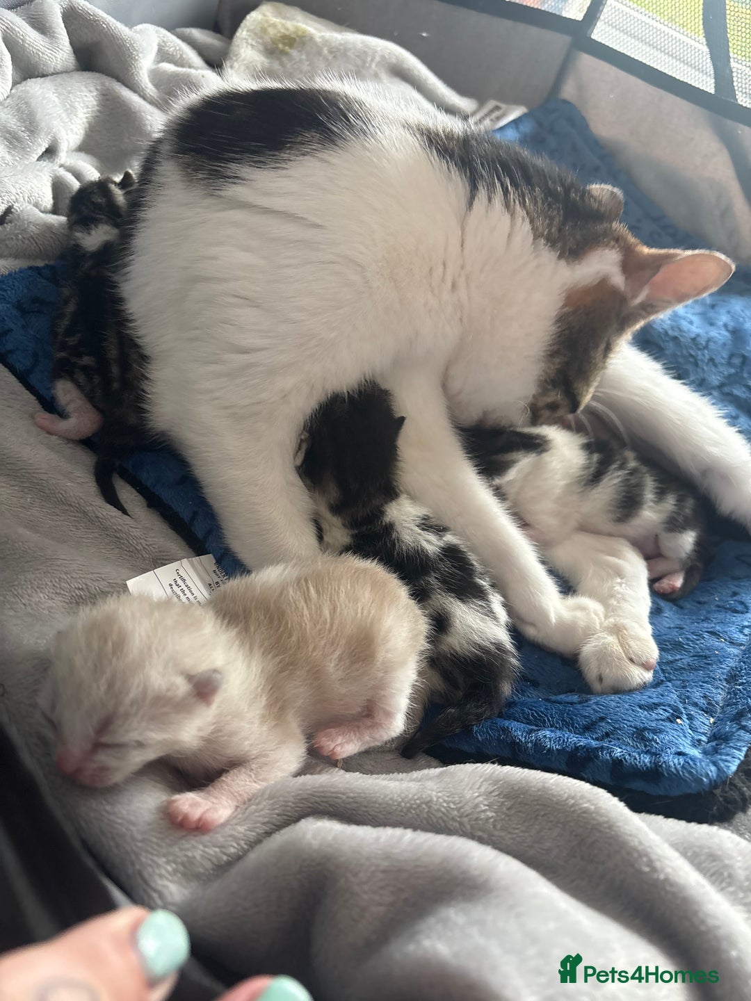 American Shorthair cats for sale: American shorthair x Turkish van kittens  - Image 17