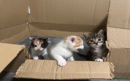 Domestic Shorthair cats for sale: 3 beautiful kittens - Image 3